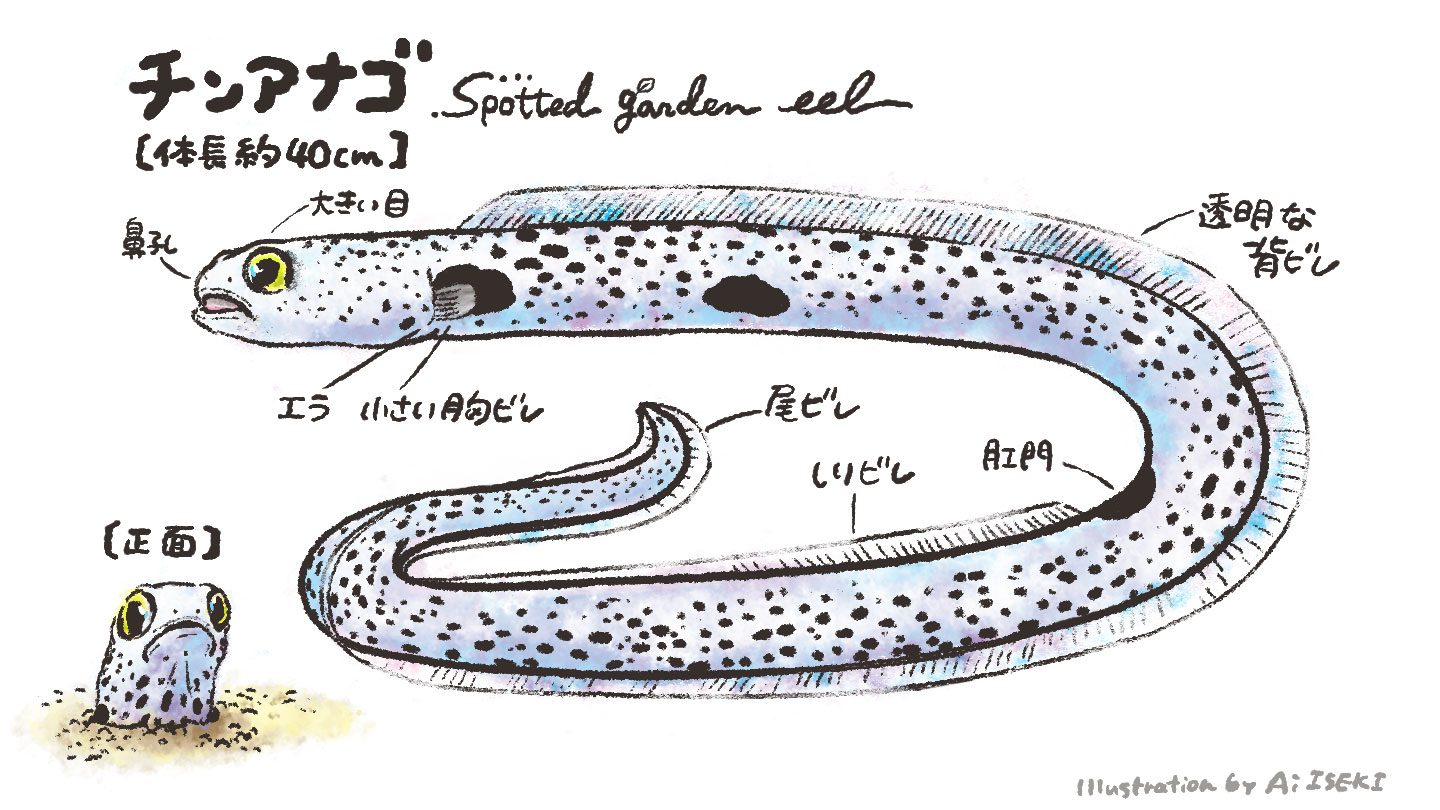 チンアナゴ全身まる見え図解 生態 生息地 種類 ちんあなごのうたオフィシャルホームページ